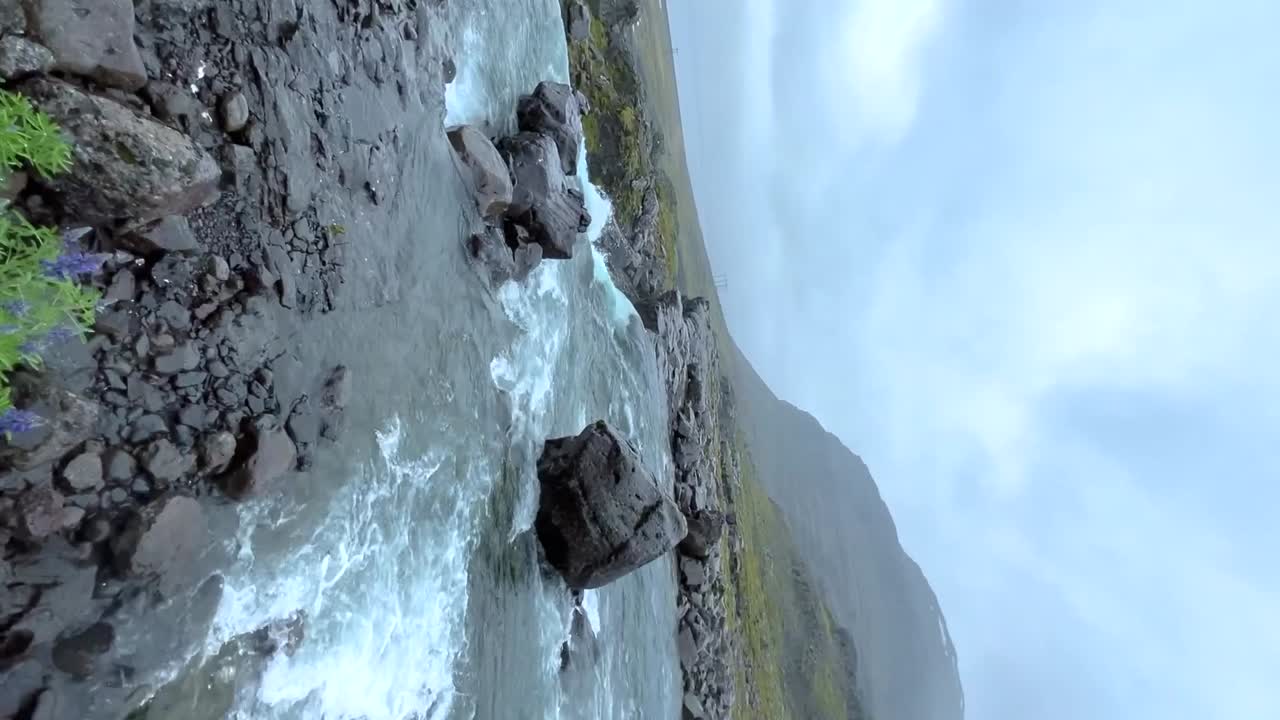 A vertical video revealing a beautiful glacier stream and rushing waterfall from behind some gorgeous purple Alaskan lupin flowers in the dramatic landscape of Iceland