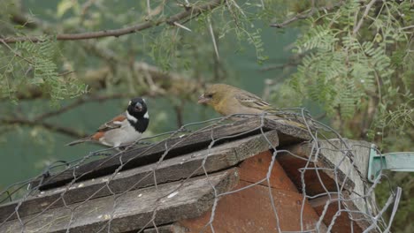 a cape sparrow competes for seeds on a bird feeder beneath a thorn tree