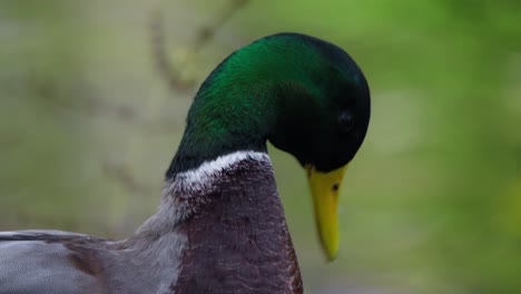 Stockente,-Die-Sich-Am-Teich-Putzt---Nahaufnahme-Des-Kopfes-In-Zeitlupe