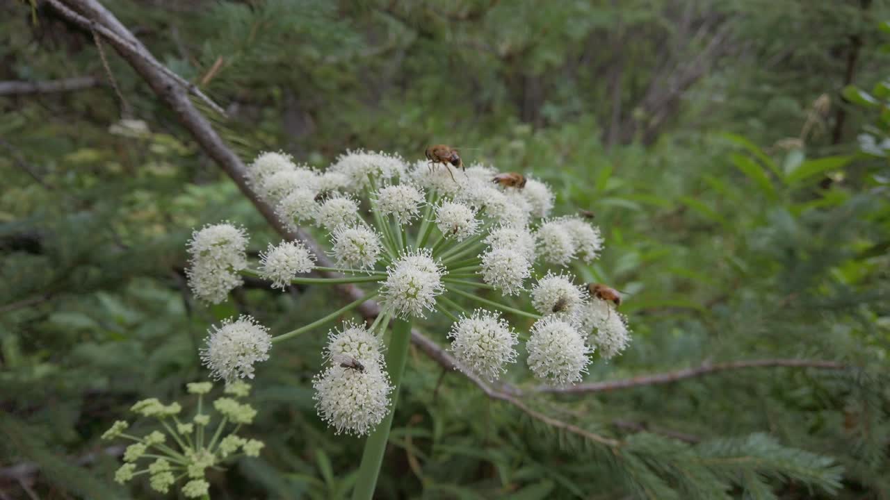 흰 꽃 암소 파스닙에 먹이를 주는 벌들이 가까이 다가와서 로키 산맥 kananaskis alberta canada