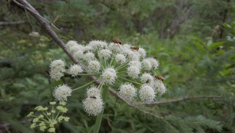 bees feeding on a white flower cow parsnip approached close up rockies kananaskis alberta canada