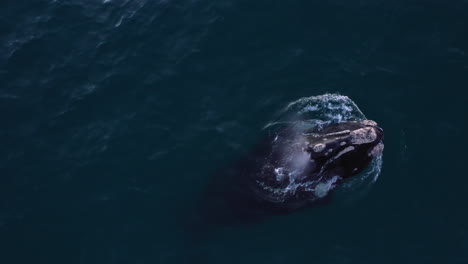 Watch a humpback whale's powerful tail fin as it breaks through the water