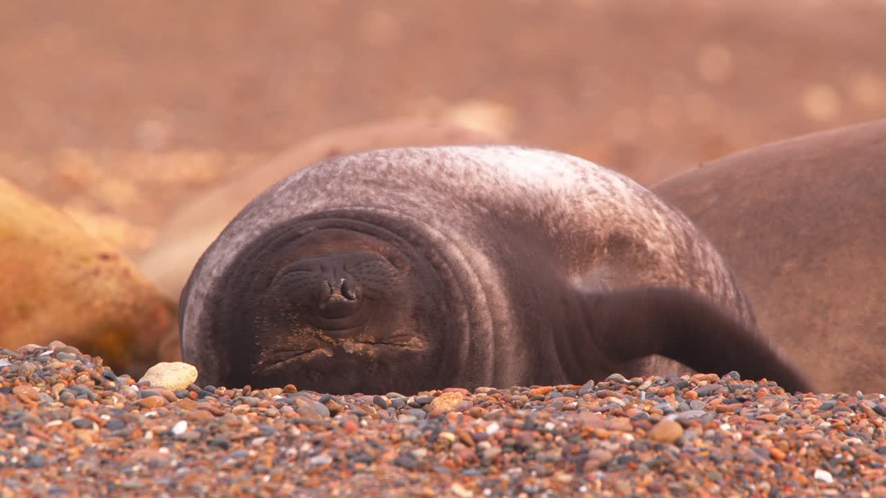 Elephant seal pup trying to sleep and moves its flippers around during the sleep