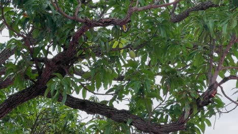 a close-up of a mango fruit hanging from its tree, mango hanging from its branch