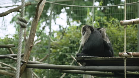 Löwenschwanzmakaken-Sitzen-Ruhig-Im-Zoo