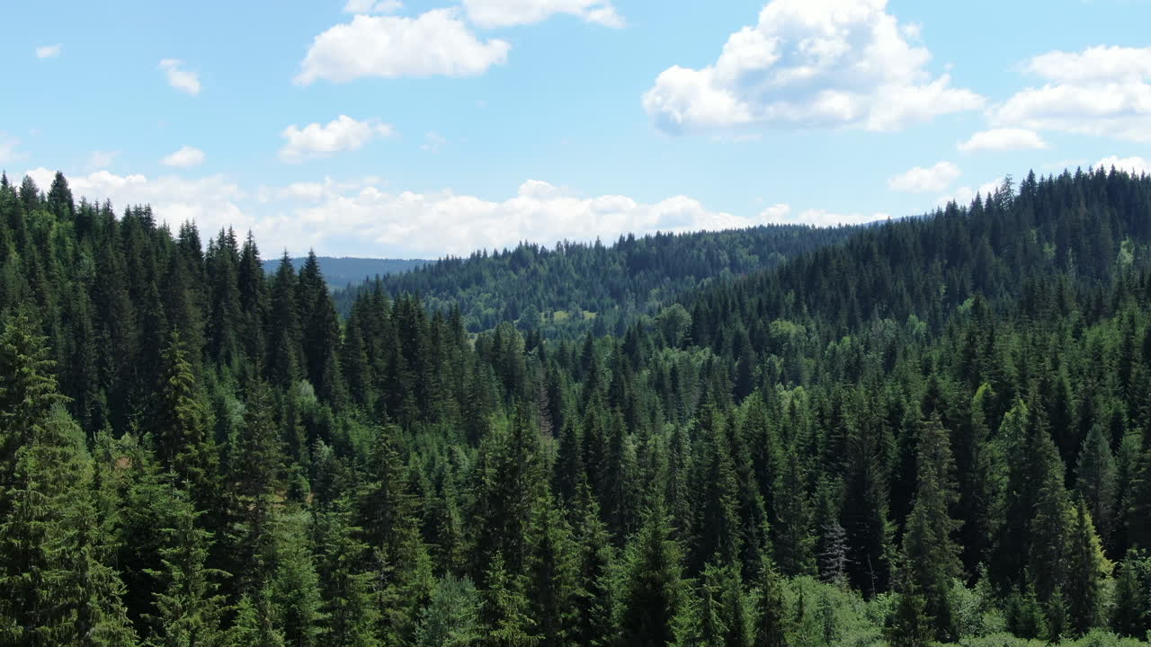 A landscape image showing a dense forest with tall trees a hilly area in the background and a blue sky with white clouds above it