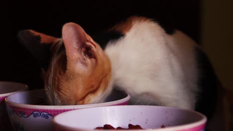 close up of a calico kitten eating voraciously