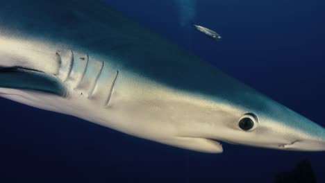 large blue shark swimming next to diver with flash photography and light rays in the background