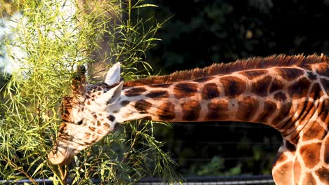 giraffe munching on foliage in zoo enclosure