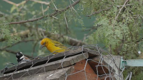 Coloridos-Pájaros-De-Jardín-Picoteando-Semillas-En-Un-Alimentador-Debajo-De-Un-árbol