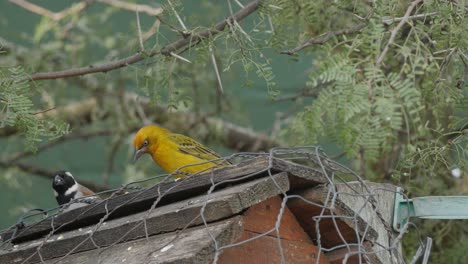 coloridos pájaros de jardín picoteando semillas en un comedero debajo de un árbol