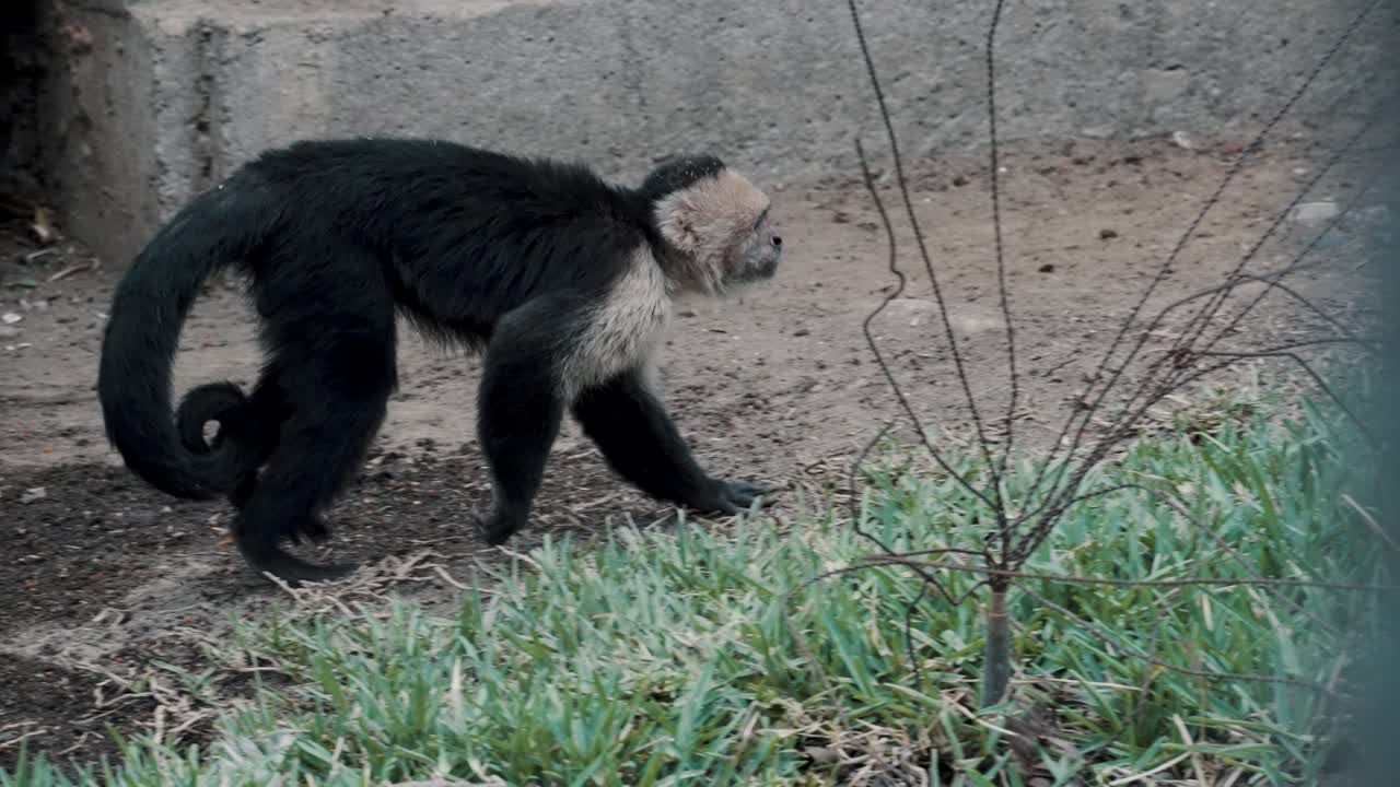 Descarga Gratis Vídeos De Stock De Viejo Mono Capuchino Caminando Sobre Cuatro  Patas Con Cola Larga Y Rizada. Descarga Clips De