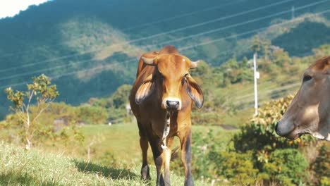 beautiful cow on a green valley walking towards the camera in slow-motion