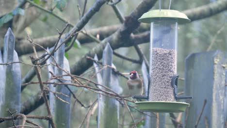 gold finch eating seeds from a bird feeder