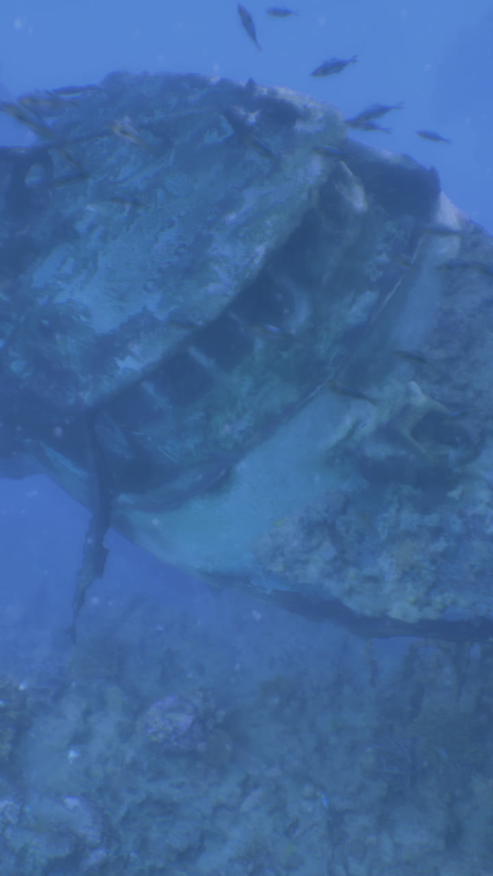 Rusting shipwreck rests on ocean floor amidst colorful marine life