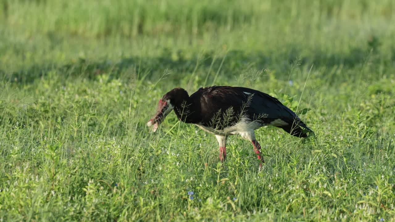 A spur-winged goose walking while feeding in the green grassland of Savuti, Botswana