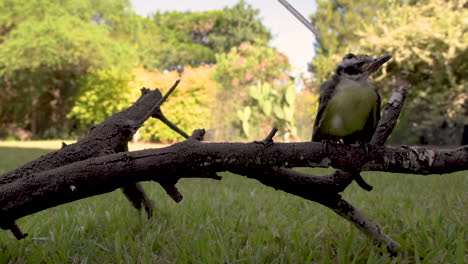 curios tiny baby bird sitting on branch drinking water from straw held by human