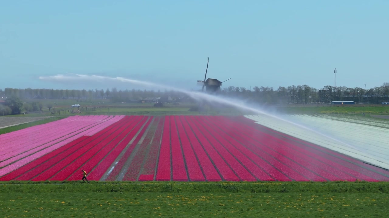 Landbrugs kunstvandingssystem vander farverig tulipanmark i Holland