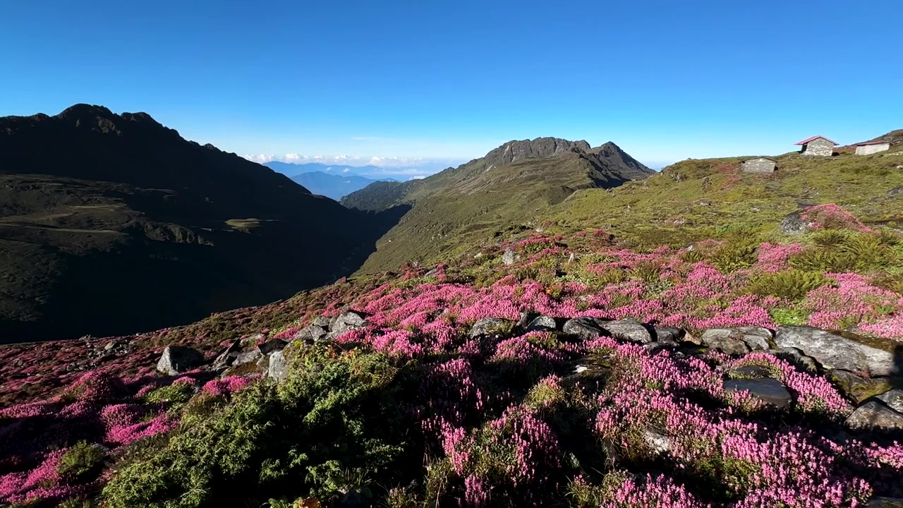 Landschaftsansicht eines Berges mit Wildblumen in Taplejung, Nepal
