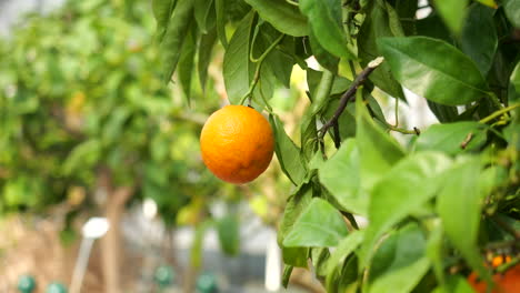 Aufnahme-Einer-Orange,-Jean-Marie-Pelt-Botanischer-Garten,-Nancy,-Frankreich