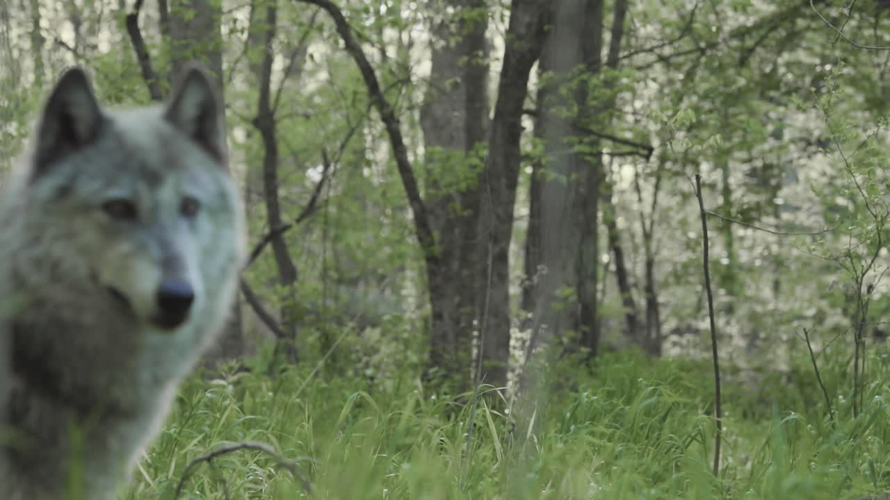 A gray wolf stands alert among tall forest grass, ears perked and eyes fixed. Captured in profile, the animal embodies the strength and intelligence of the wild.