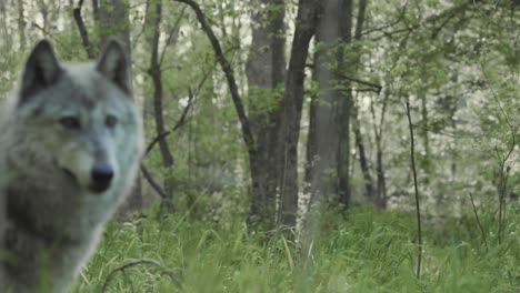 a gray wolf stands alert among tall forest grass, ears perked and eyes fixed. captured in profile, the animal embodies the strength and intelligence of the wild.