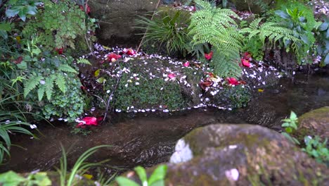 small river flowing between the mossy rocks with fallen sakura petals fresh green plants in japan