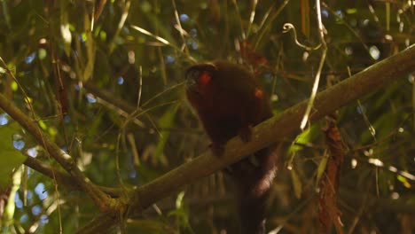 Dusky titi monkey moves with agility through Peru Amazon’s green canopy, branch to branch.