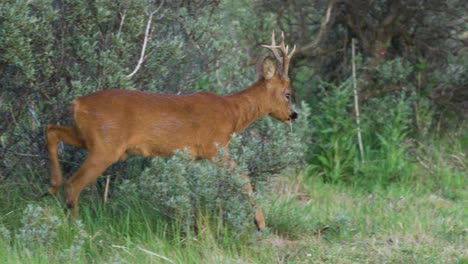 two roe deer in a meadow