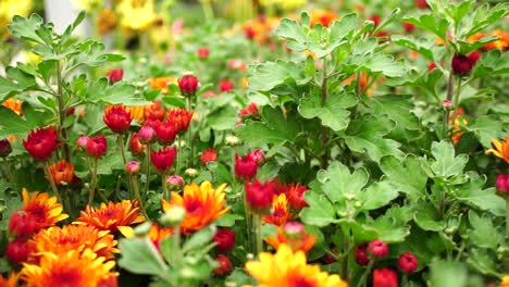 Red-flower-bed-in-slow-motion