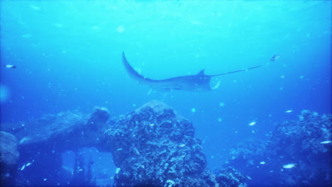 manta ray swimming in a coral reef