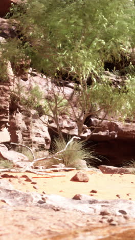 desert canyon landscape with lush vegetation