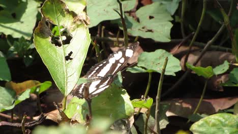black butterfly perched on grass, insect video