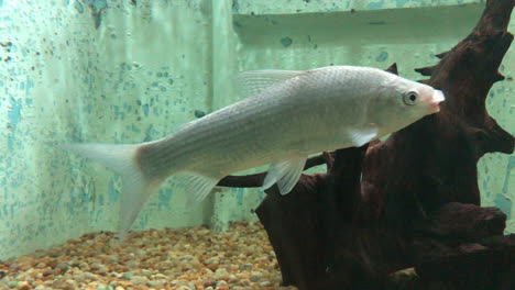 tilapia fish swimming inside aquarium at fish market
