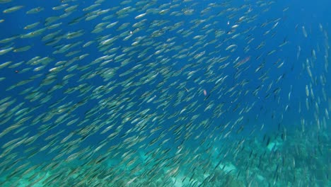 a close-up shot of sardines swimming near to a brown rope