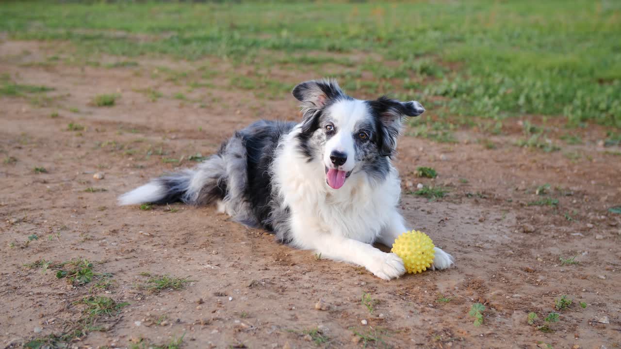 Cute border collie dog wants to play ball outdoor, confused