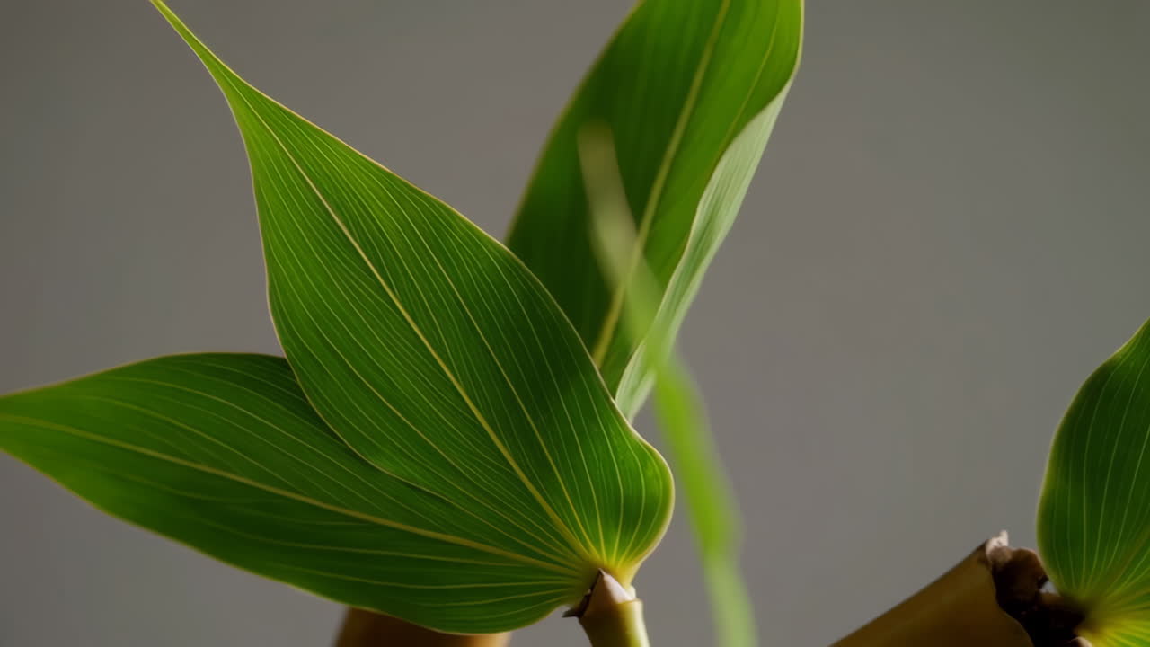 Vibrant Green Leaves with Prominent Veins
