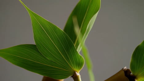 vibrant green leaves with prominent veins