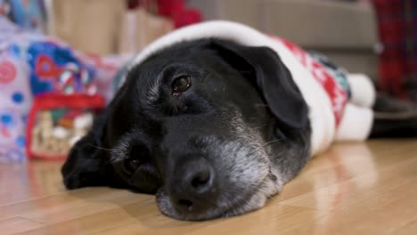 Una-Vista-De-Cerca-De-Un-Perro-Labrador-Negro-Somnoliento-Que-Lleva-Un-Suéter-Con-Temática-Navideña-Mientras-Yace-En-El-Suelo-Junto-A-Regalos-De-Navidad-Decorados