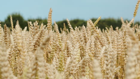 ripe wheat on a bright day