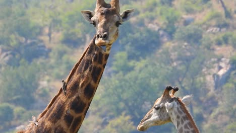 Un-Par-De-Jirafas-Sudafricanas-Con-Un-Pajarito-En-El-Cuello-Largo,-Imágenes-De-Safari-Del-Parque-Nacional-Krueger-Sudáfrica-Vida-Silvestre