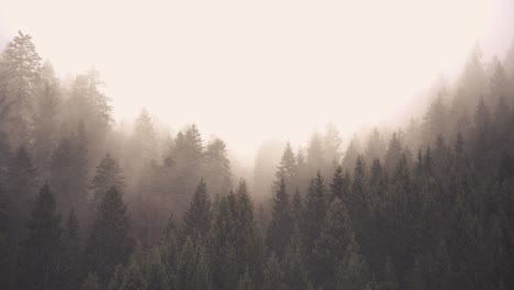 Time-Lapse-of-fog-in-a-fir-forest-vale