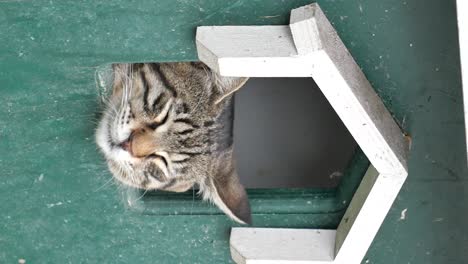 a cute tabby cat sleeping in a small opening.