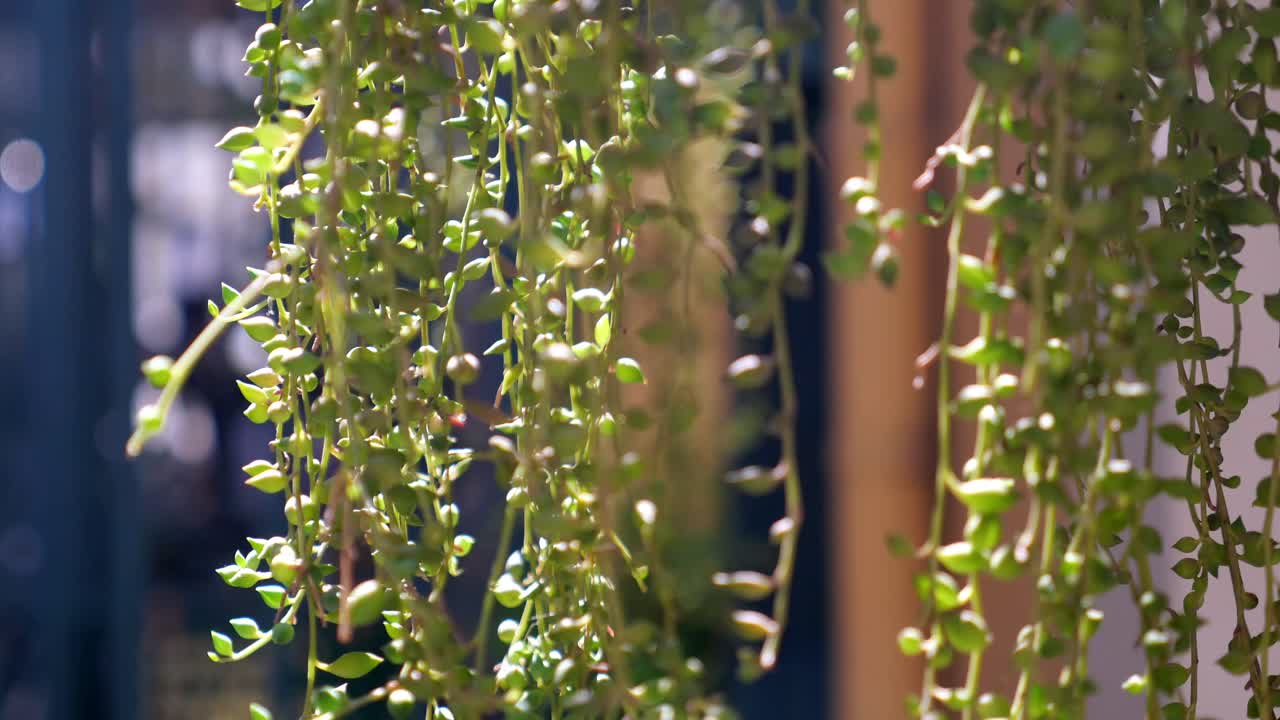 String of Pearls Succulent Plant
