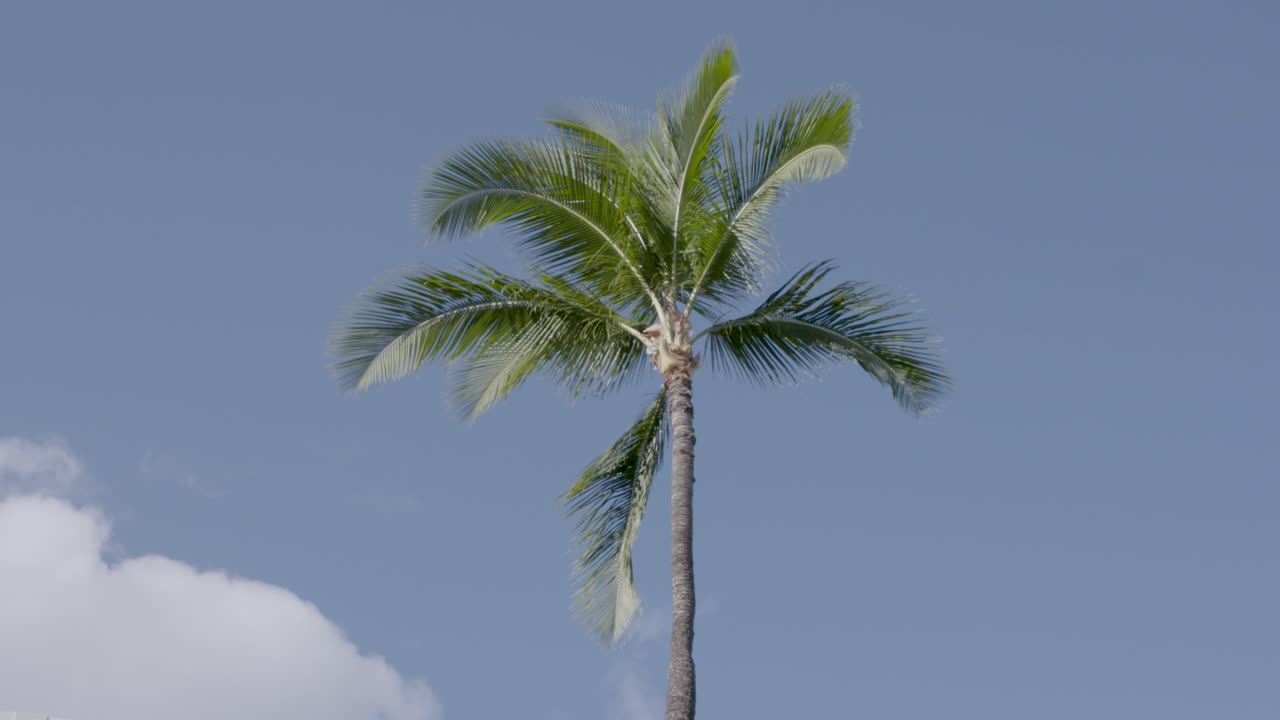palmera solitaria alta balanceándose en la brisa en hawaii