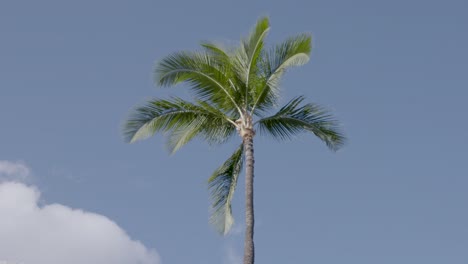 Tall lone Palm Tree swaying in the breeze in Hawaii