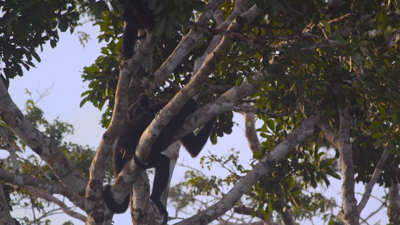 Black spider monkey mother and baby taking a break together among the branches in Peru’s vibrant rainforest.