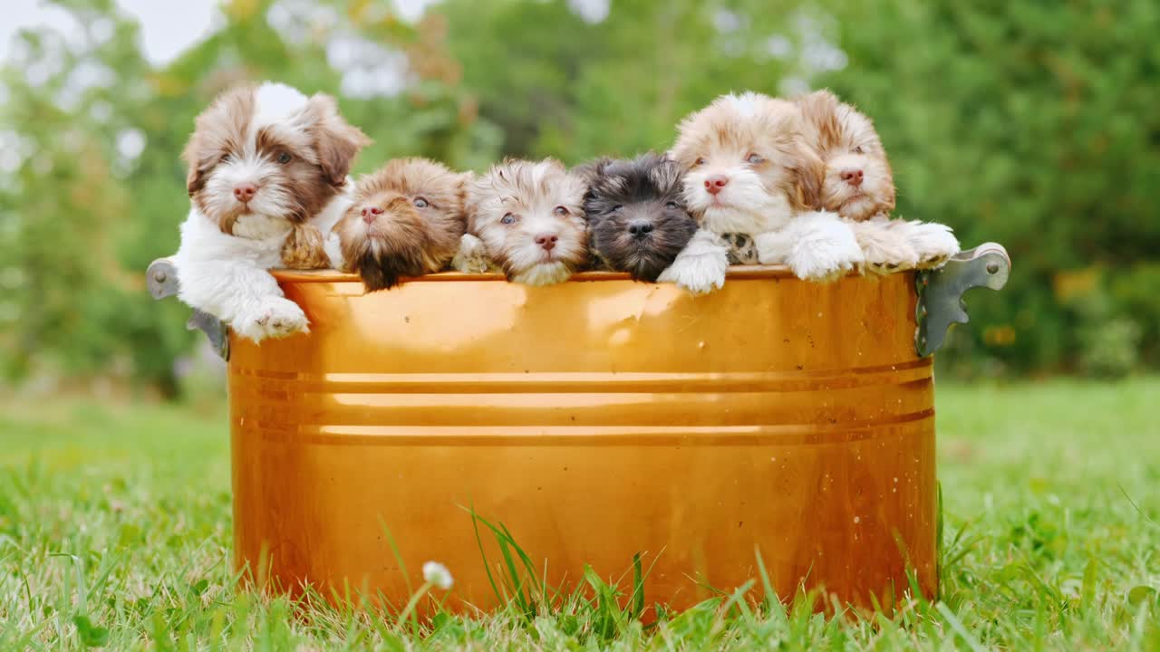 강아지 들 의 새끼 는 초록색 잔디 에 서 있는 버 에 앉아 있다