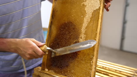 bee farmer removes the covers from honey cells with special tool. close up. apiarist harvesting bee honey.