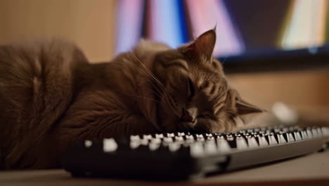 a cat sleeping soundly on a computer keyboard